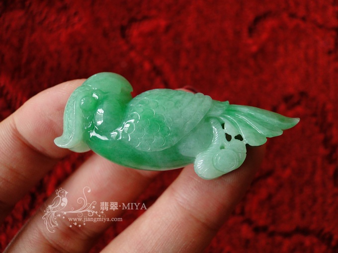 细糯种带翠阳绿胖鹦鹉